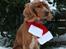 Cocker spaniel Tessa - GOD JUL!!!