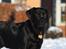 Labrador retriever Anton - Anton i sneeen, med savl i hele hovedet! :D
05/12-2012.