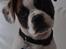 Blanding af racer Milo - Fransk Bulldog, DS gårdhund/mops - Milo <3