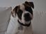 Blanding af racer Milo - Fransk Bulldog, DS gårdhund/mops