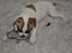 Blanding af racer Milo - Fransk Bulldog, DS gårdhund/mops - Milo med hans yndlings gris