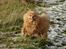 Mittelspitz Maxi (Sable Shade´s Red Bull) - He, he - hvor er det sjovt det her...