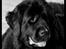 Newfoundlænder Munkevang Fenris - Noa 5½ år.

D. 08.12.2012