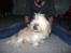 Shih tzu Teeny