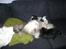 Shih tzu Teeny