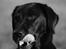 Labrador retriever Zindy