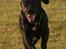 Labrador retriever Zindy