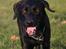 Labrador retriever Zindy