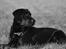Labrador retriever Zindy