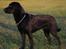 Labrador retriever Zindy