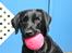 Labrador retriever Zindy