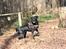 Labrador retriever Zindy