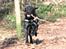 Labrador retriever Zindy