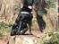 Labrador retriever Zindy