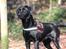 Labrador retriever Zindy