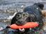 Labrador retriever Zindy