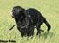 Labrador retriever Zindy