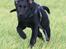 Labrador retriever Zindy