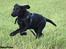 Labrador retriever Zindy