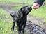 Labrador retriever Zindy