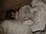 Blanding af racer Dansk/Svensk - Jack Russell Nanna