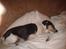 Blanding af racer Dansk/Svensk - Jack Russell Nanna