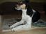 Blanding af racer Dansk/Svensk - Jack Russell Nanna