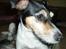 Blanding af racer Dansk/Svensk - Jack Russell Nanna