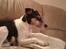 Blanding af racer Dansk/Svensk - Jack Russell Nanna
