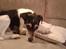 Blanding af racer Dansk/Svensk - Jack Russell Nanna