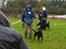 Rottweiler Fury vom hause Desteny (coco) - Udstilling igen