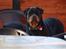 Rottweiler Fury vom hause Desteny (coco) - Er der ikke snart nogen der lukker mig ind