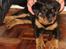 Rottweiler Fury vom hause Desteny (coco) - 10 uger gammel