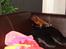 Rottweiler Fury vom hause Desteny (coco) - Det har godt nok været en hård dag