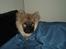 Eurasier Enzo