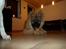 Eurasier Enzo