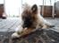 Eurasier Enzo