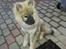 Eurasier Enzo