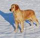 Golden retriever Sofie