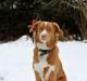 Nova scotia duck tolling retriever Saga