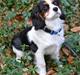Cavalier king charles spaniel Bosco