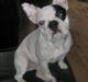 Fransk bulldog Alma