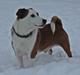 Jack russell terrier fido