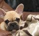 Fransk bulldog Jackson