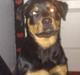 Rottweiler Diva