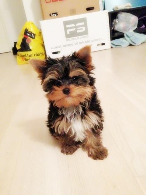 Yorkshire terrier Elvis billede 20