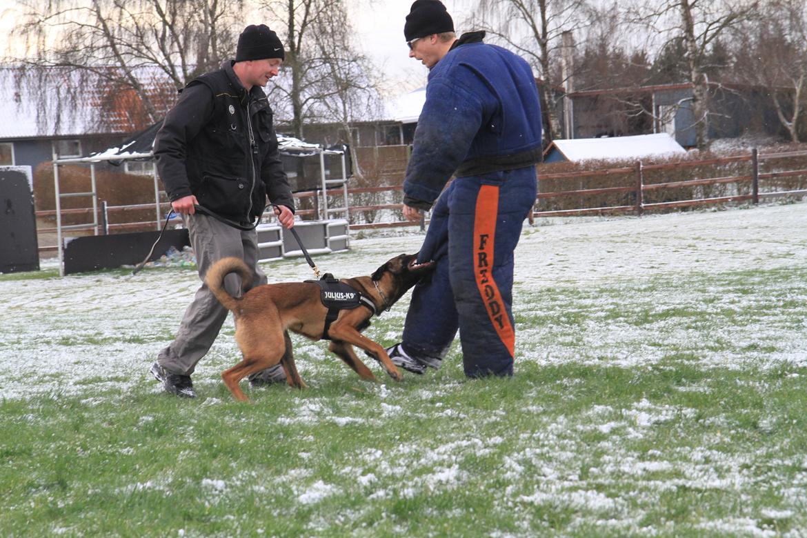 Malinois D-j ( Zerberuzdk.dk ) billede 19