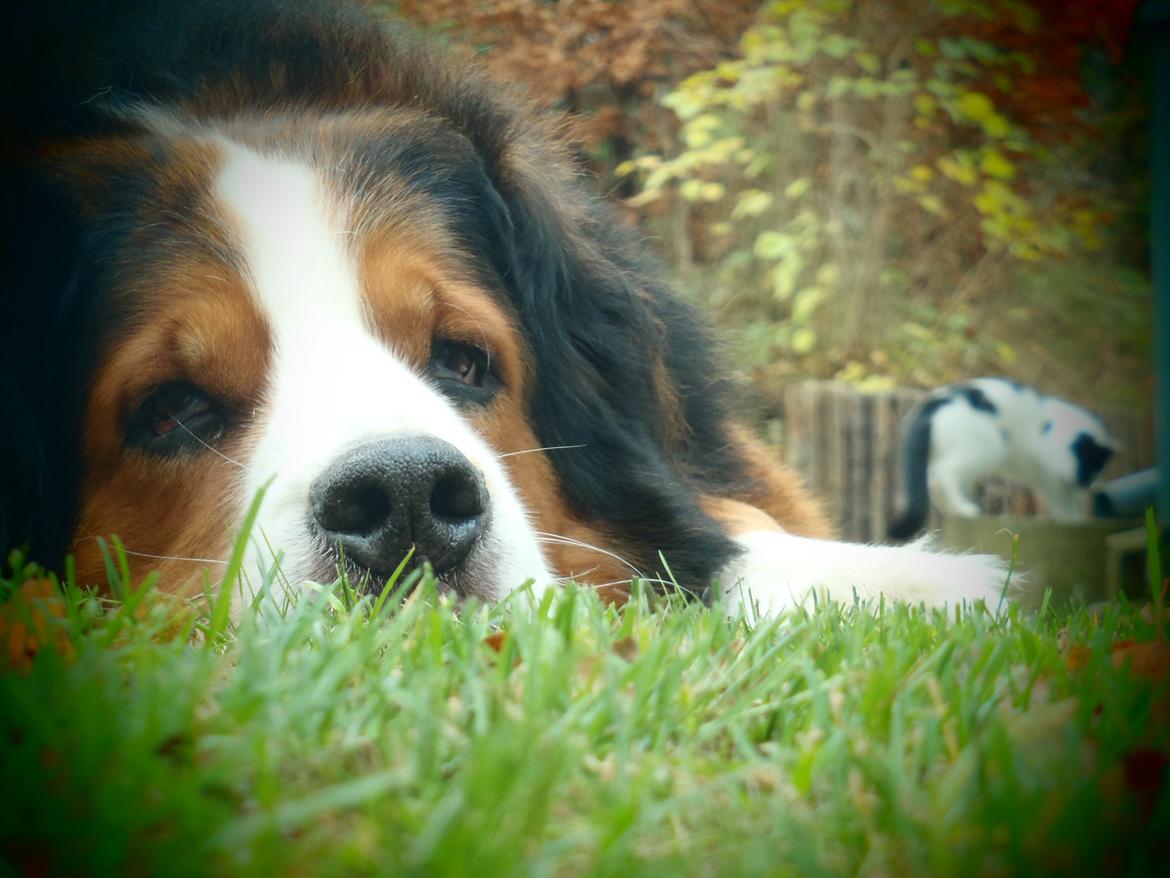 Blanding af racer Sofus R.I.P sept 2014 billede 13