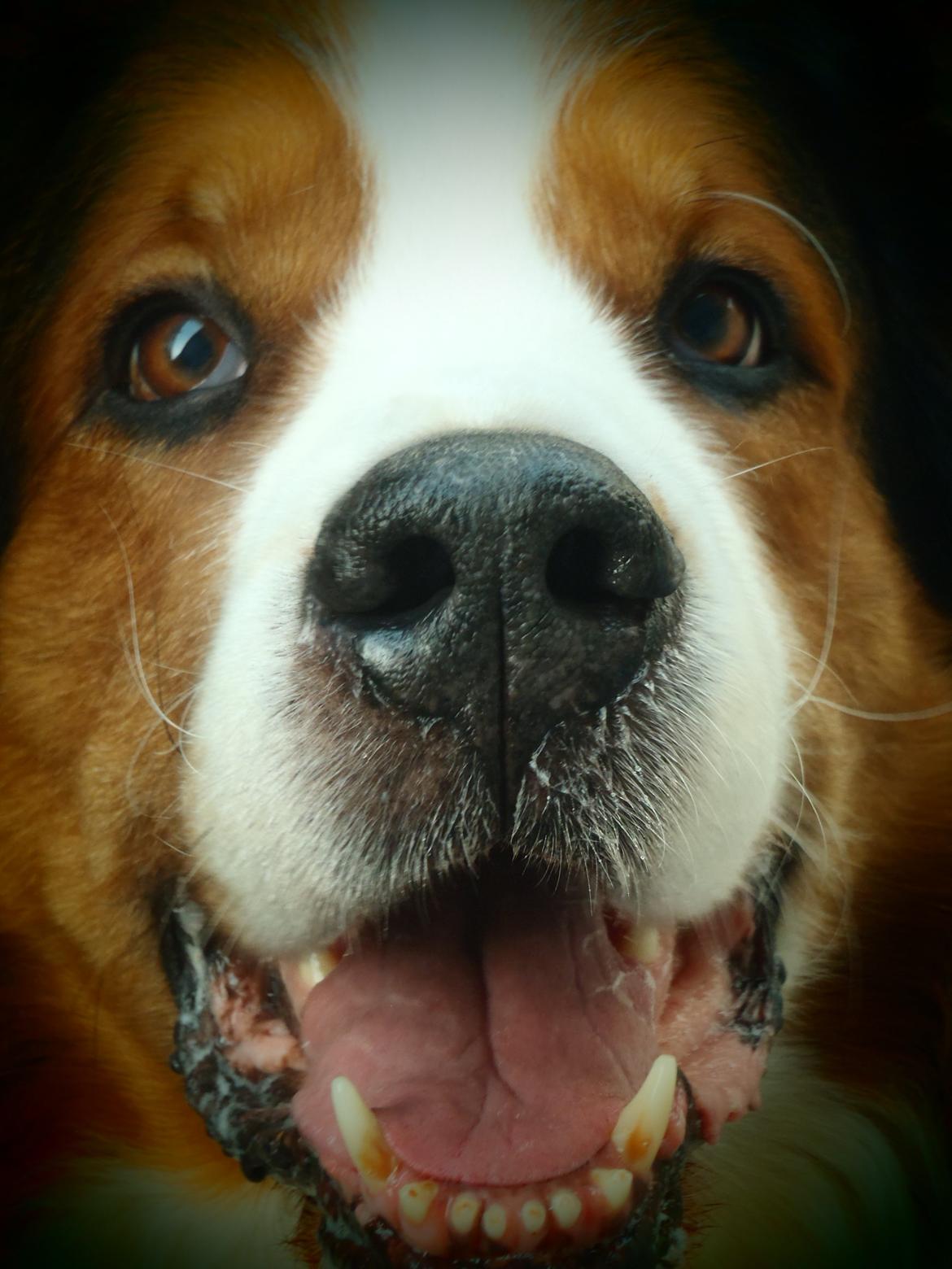 Blanding af racer Sofus R.I.P sept 2014 billede 14