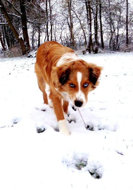 Blanding af racer Monty billede 13